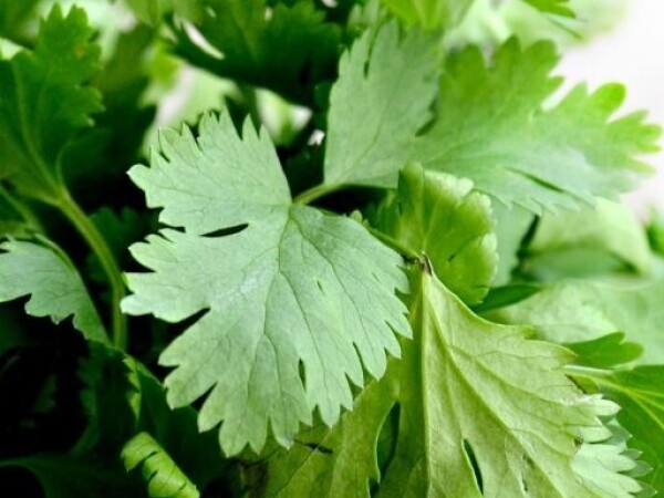 Korijander TAJLANDSKI Coriandrum sativum