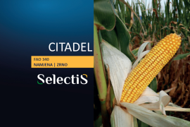 CITADEL - SelectiS hibrid kukuruza