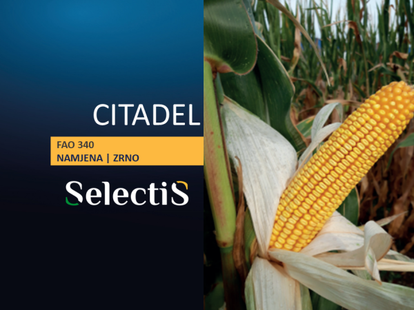 CITADEL - SelectiS hibrid kukuruza