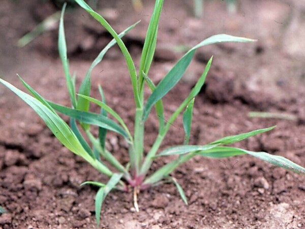 Cjelovito rješenje za suzbijanje korova u kukuruzu i njegovu prihranu!