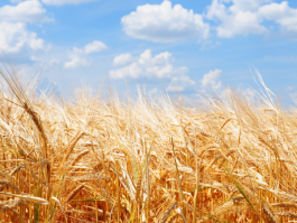 KWS CLARICA - sorta ječma