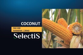 COCONUT - SelectiS hibrid kukuruza