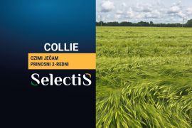 COLLIE - ozimi ječam