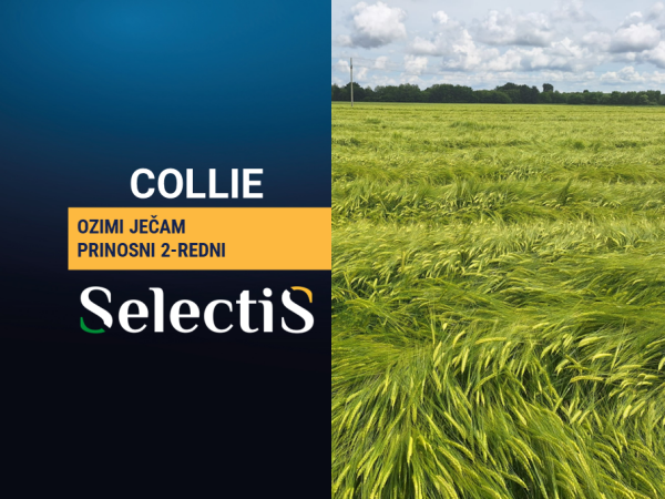 COLLIE - ozimi ječam