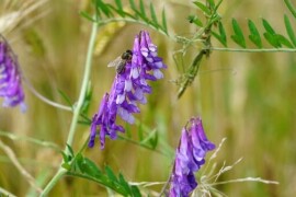 Zelena gnojidba GRAHORICA–RAŽ