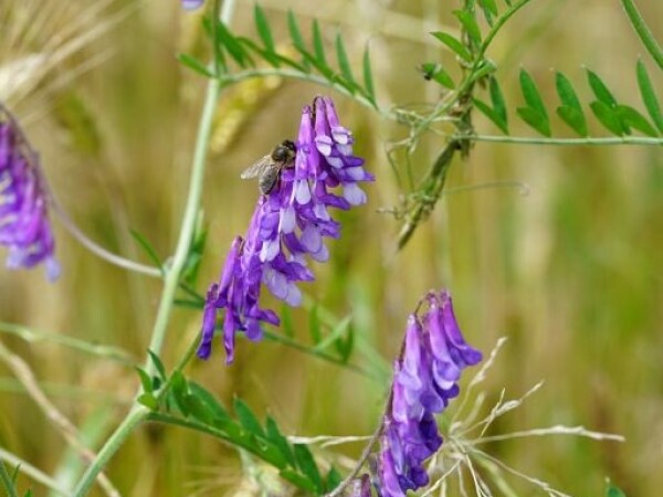 Zelena gnojidba GRAHORICA–RAŽ