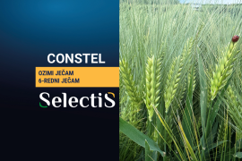 CONSTEL - ozimi ječam