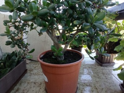 CRASSULA OVATA - DRVO ŽADA