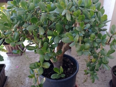 CRASSULA OVATA - DRVO ŽADA