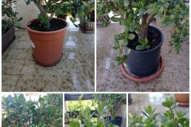 CRASSULA OVATA - DRVO ŽADA