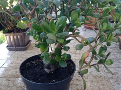 CRASSULA OVATA - DRVO ŽADA