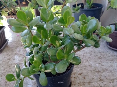 CRASSULA OVATA - DRVO ŽADA