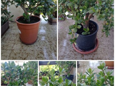 CRASSULA OVATA - DRVO ŽADA