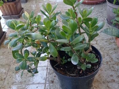CRASSULA OVATA - DRVO ŽADA