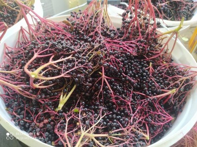 Crna Zova domaći sirup