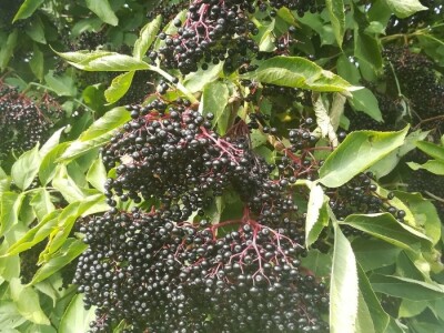 Crna Zova domaći sirup