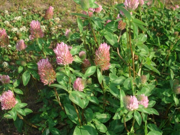 Crvena djetelina 1kg