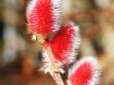 Ukrasna Kuglasta Stabla