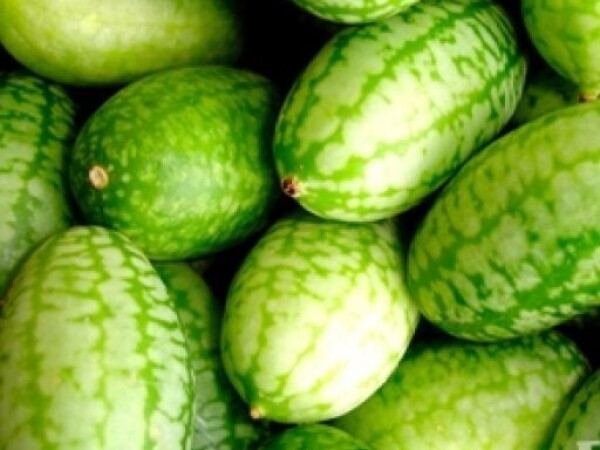 Mini krastavac MELOTHRIA