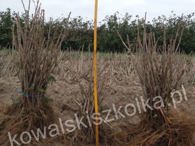 Sadnica voća - velike količine - transport - kowalskiszkolka.pl