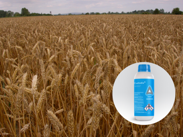 Izaberite fungicid za zaštitu strnih žitarica od bolesti!