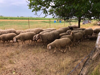 Prodajem ovce i koze mesovite sorte!!!! Cena vise nego povoljna!!!