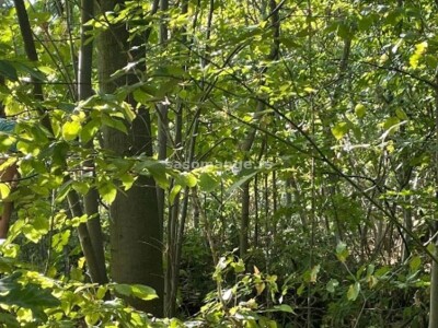 Prodajem šumu Radovašnica