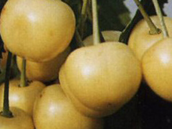 Trešnja - Denisenova žuta - sadnice