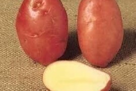 Desiree 35/55, 10kg poly vreća