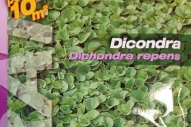 Dihondra repens 100 g