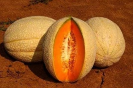 Dinja Lillo F1 250sem