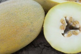 Dinja Maziane F1 1000sem