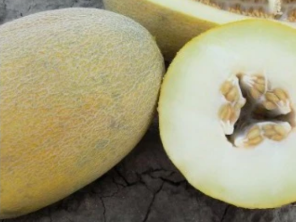 Dinja Maziane F1 1000sem