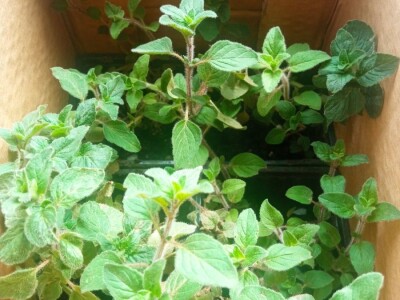 Divlji origano Sadnice (LEKOVIT, ORGANSKI) sa Suve planine