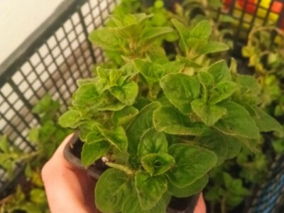 Divlji origano Sadnice (LEKOVIT, ORGANSKI) sa Suve planine