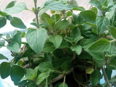 Divlji origano Sadnice (LEKOVIT, ORGANSKI) sa Suve planine