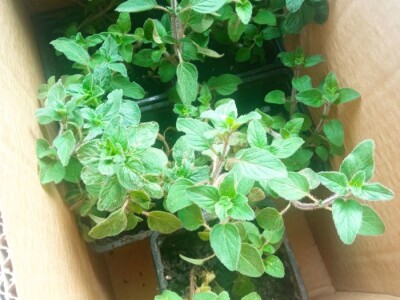 Divlji origano Sadnice (LEKOVIT, ORGANSKI) sa Suve planine