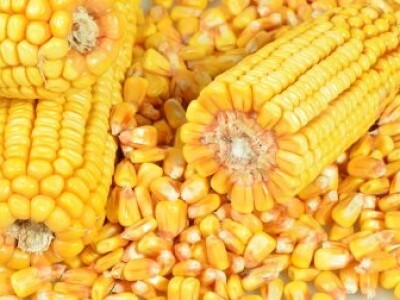 DKC4590 hibrid kukuruza, FAO 340