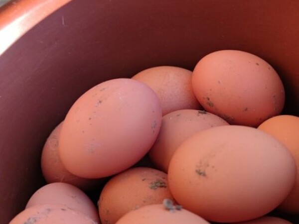 Domaća kokošja jaja