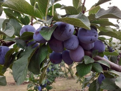 Domaća ljuta rakija od šljive, kajsije, dunje, jabuke i kruške