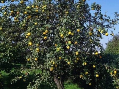 Domaća ljuta rakija od šljive, kajsije, dunje, jabuke i kruške