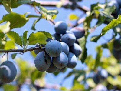 Domaća prepečenica