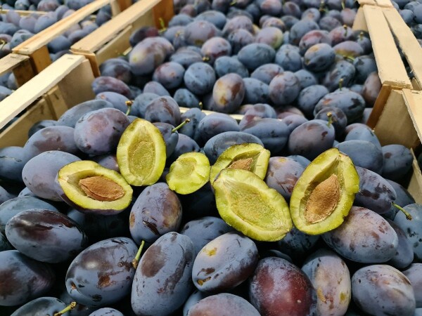 Domaća rak-ija Sljiva,dunja,kajsija,loza