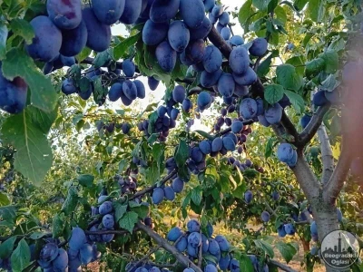 Domaca rakija