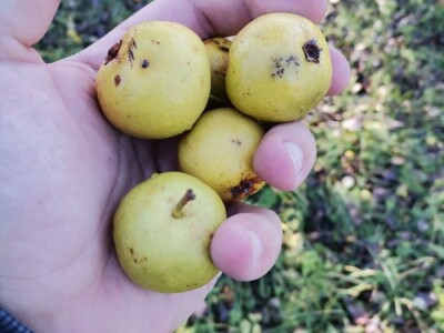 Domaća rakija od divlje kruške
