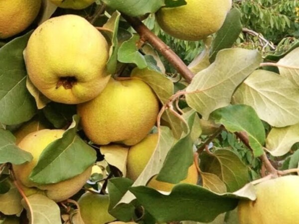 Destilat od Dunje 60% (povoljno)