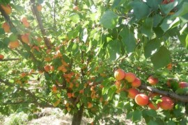 Domaća rakija od dunje i kajsija