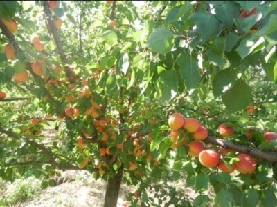Domaća rakija od dunje i kajsija