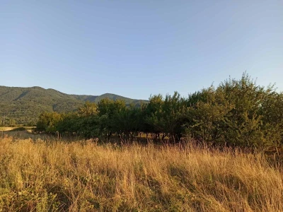 Домаћа ракија од шљиве