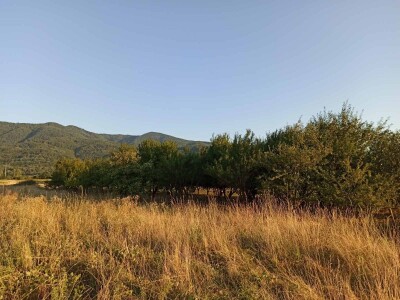 Домаћа ракија од шљиве